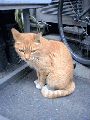 Filename=neko1.gif
Filesize=41KiB
Dimensions=240x320
Date added=Jun 01, 2007 neko1.gif