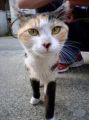 neko3.jpg