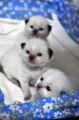 DSC_0739.JPG
