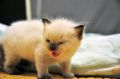 DSC_1146.jpg