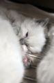 DSC_1233.JPG