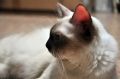 DSC_1242.JPG