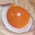 eye.jpg
