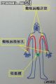 Filename=b~0.jpg
Filesize=35KiB
Dimensions=224x336
Date added=Dec 13, 2007 b~0.jpg