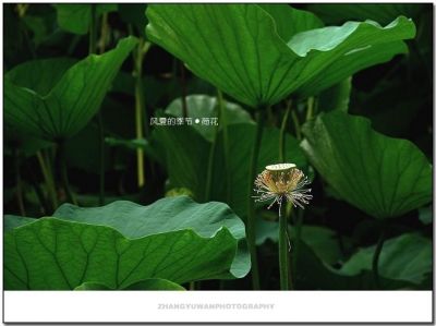 DSC_0006~1.jpg