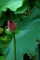 DSC_0075.jpg