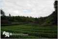 DSC_0081~3.jpg