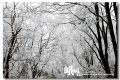 DSC_0341~0.jpg