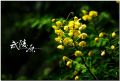 DSC_0488s.jpg