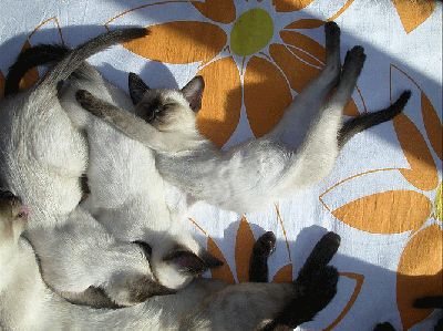 DSCN2071.gif