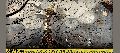 baidu4.gif