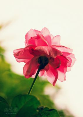 IMG_5764s.jpg