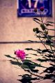 IMG_5702s.jpg