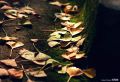 IMG_7849s.jpg