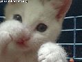 Filename=541CA398126E3664AA52BEA44415A158.gif
Filesize=140KiB
Dimensions=280x210
Date added=Oct 23, 2008 541CA398126E3664AA52BEA44415A158.gif