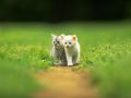 Filename=soft163_10282466565.jpg
Filesize=74KiB
Dimensions=640x480
Date added=Oct 22, 2008 soft163_10282466565.jpg