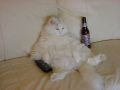 Filename=soft163_1234814381.jpg
Filesize=45KiB
Dimensions=800x600
Date added=Oct 22, 2008 soft163_1234814381.jpg