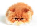 Filename=soft163_23920304.jpg
Filesize=40KiB
Dimensions=800x600
Date added=Oct 22, 2008 soft163_23920304.jpg