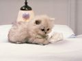 Filename=soft163_242414651.jpg
Filesize=81KiB
Dimensions=800x600
Date added=Oct 22, 2008 soft163_242414651.jpg