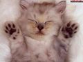 Filename=soft163_254974147.jpg
Filesize=55KiB
Dimensions=800x600
Date added=Oct 22, 2008 soft163_254974147.jpg