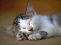 Filename=soft163_265447007.jpg
Filesize=31KiB
Dimensions=800x600
Date added=Oct 22, 2008 soft163_265447007.jpg