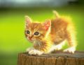 Filename=soft163_29268125.jpg
Filesize=78KiB
Dimensions=772x600
Date added=Oct 22, 2008 soft163_29268125.jpg