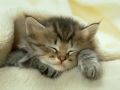 Filename=soft163_3562969123.jpg
Filesize=90KiB
Dimensions=800x600
Date added=Oct 22, 2008 soft163_3562969123.jpg