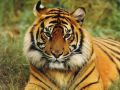 Filename=soft163_585810353.jpg
Filesize=93KiB
Dimensions=800x600
Date added=Oct 22, 2008 soft163_585810353.jpg