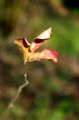 Filename=4~0.jpg
Filesize=26KiB
Dimensions=465x700
Date added=Dec 06, 2011 4~0.jpg